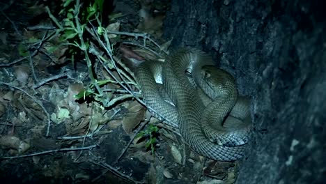 Wild-snake-tree-Africa-savannah-Kenya