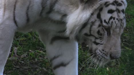 Die-majestätischen-weißen-tiger