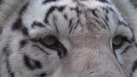 The-eyes-of-the-majestic-white-tiger