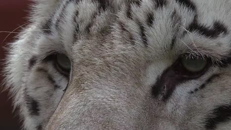 The-eyes-of-the-majestic-white-tiger