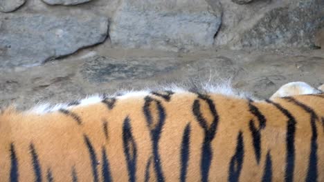 A-sleeping-striped-tiger-breathes-deeply-in-a-rocky-cave-in-a-zoo