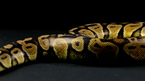 Royal-python-on-black-surface