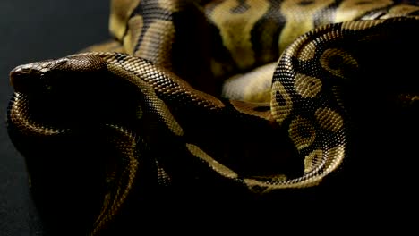 Lying-royal-python-in-shadow