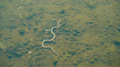 Serpiente-flota-bajo-la-superficie-del-agua.
