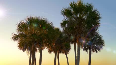 Palmeras-al-atardecer-de-luz