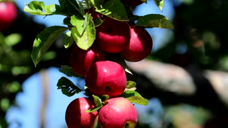 Manzanas-en-un-árbol