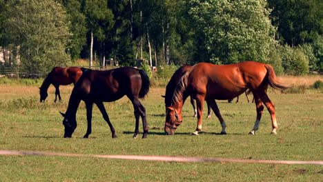 Horses-grazing-on-green-pastures-of-horse-farm,-country-summer-landscape