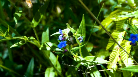 Biene-auf-einer-Blüte