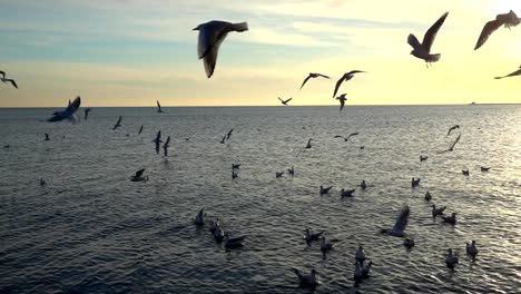 Seagulls-fly-over-the-sea.-Slow-Motion.