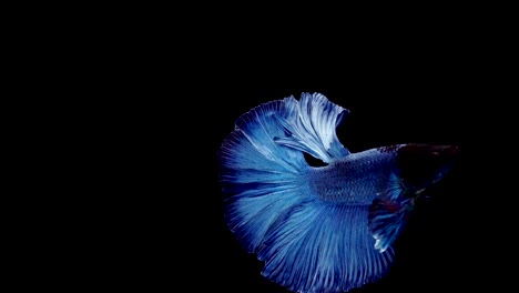 Super-slow-motion-of-vibrant-Siamese-fighting-fish-(Betta-splendens),-well-known-name-is-Plakat-Thai