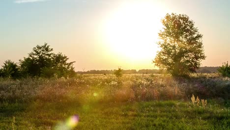 Sonnenuntergang-über-dem-Baum-4k-Zeitraffer