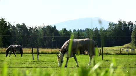 Lipizzaner-Pferde-Essen