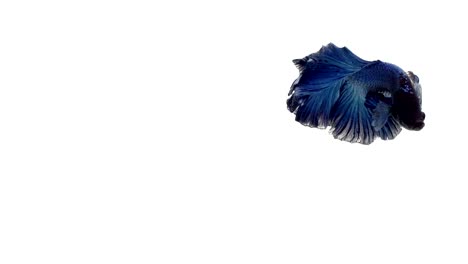 Super-slow-motion-of-vibrant-Siamese-fighting-fish-(Betta-splendens),-well-known-name-is-Plakat-Thai