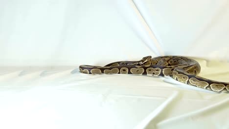 Royal-or-Ball-Python-snake