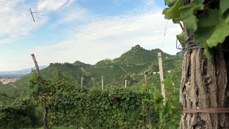 Vineyard-Valdobbiadene-Dolly-4K