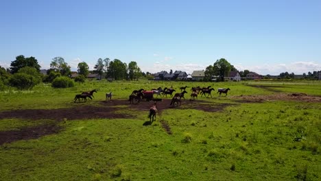 Aerial-view-of-the-beautiful-horses-in-the-field