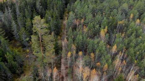 Panorama-von-Fichte-und-Kiefer-Wälder,-Luftbild