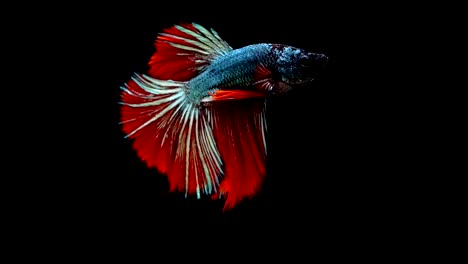 Super-Slow-Motion-der-pulsierenden-siamesische-Kampffische-(Betta-Splendens),-Name-bekannt-ist-Thai,-Plakat