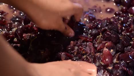 Grapes-fruits-home-wine-processing-thorough-crushing-of-fruit-with-bare-hands