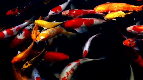 lenta-de-peces-Koi-nadando-en-el-acuario,-pescados-de-la-carpa-de-lujo,-vista-superior