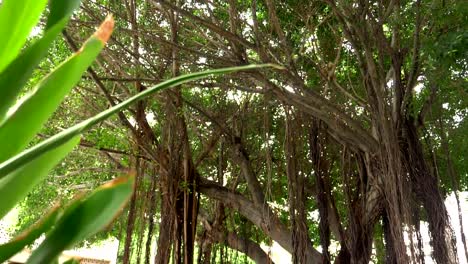 Large-banyan-tree-in-Hawaii-in-slow-motion-180fps