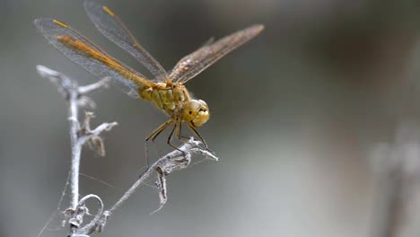 Dragonfly-on-a-Branch.-Slow-Motion-in-96-fps.-Summer-day