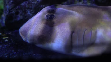 Close-up-reef-shark-hidden-on-a-bottom-in-the-dark