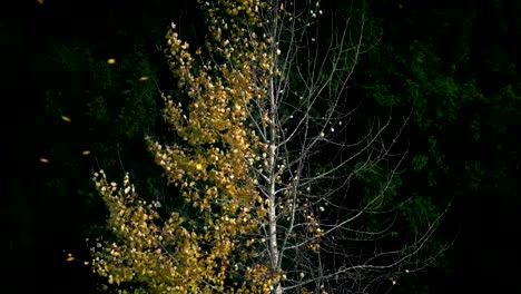 Goldene-Blätter-Abblasen-halbe-Kahler-Baum-im-Herbst