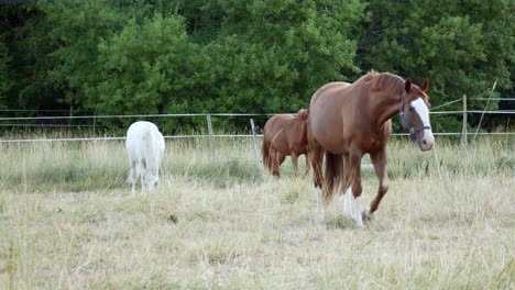 One-white-and-two-chestnut-or-brown-horse-with-long-mane-grazing-on-a-field-near-forest