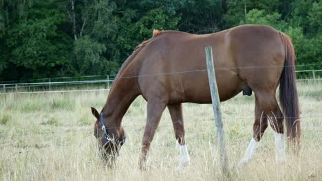 Chestnut-or-brown-horse-with-long-mane-grazing-on-a-field-near-forest