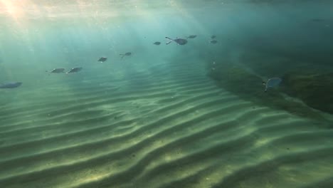 scuba-diving-underwater-4k