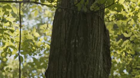 Sun-flares-trough-leaves-in-forest