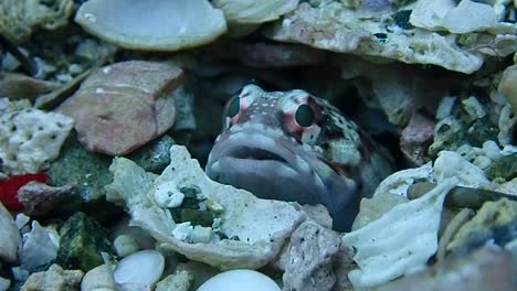 Jawfish-making-nests-carrying-stones.