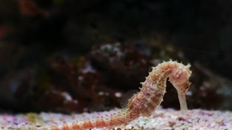 Seahorse-in-the-aquarium