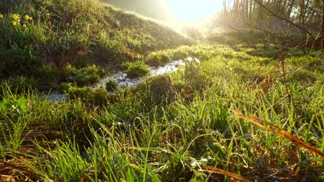 Morning-meadow-in-the-rays-of-the-sun.-Sunrise-over-spring-green-meadow.-Water-drops-glisten-on-the-grass.-A-stream-with-clear-water-flowing-through-a-meadow.-The-rays-of-the-sun-reflected-from-the-water.