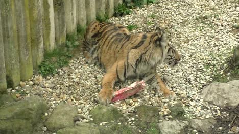 Tiger-sumatran-eating-his-lunch,-Panthera-tigris-sumatrae