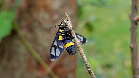 Tiger-grass-Borer-auf-Ast.