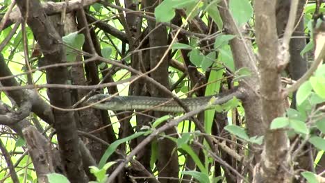 Wild-snake-tree-Africa-savannah-Kenya