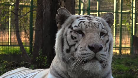Die-majestätischen-weißen-tiger