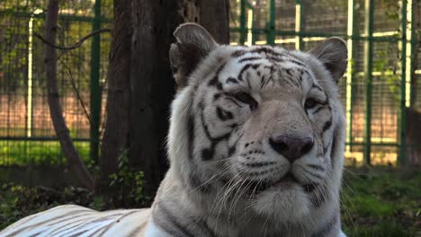 The-majestic-white-tiger