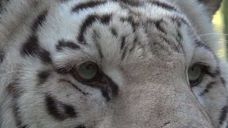 The-eyes-of-the-majestic-white-tiger