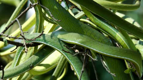 Asiatische-vine-snake