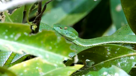 Vogeli-verde-víbora