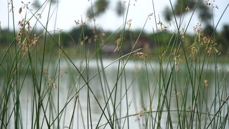 Close-up-in-slow-motion-of-a-water-grass-coming-from-a-lake-in-Sri-Lanka.-A-nice-bokeh.-Shallow-depth-of-field