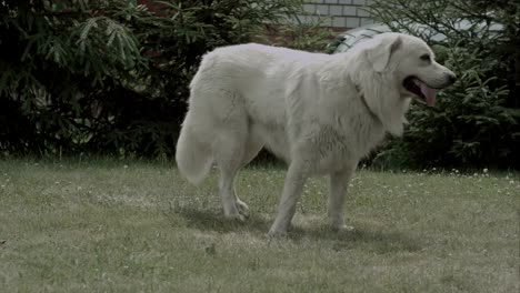 Big-white-dog-en-el-césped-en-un-jardín-caluroso-verano-soleado-día