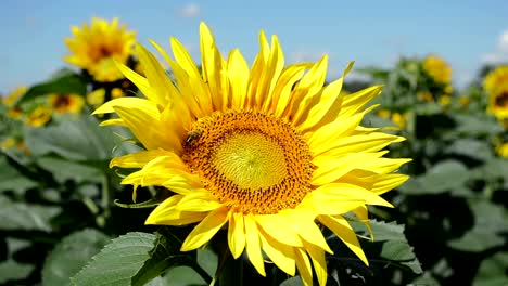 Yellow-sunflower-with-the-bee,-closeup