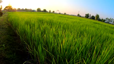 Rice-field-at-sunrise