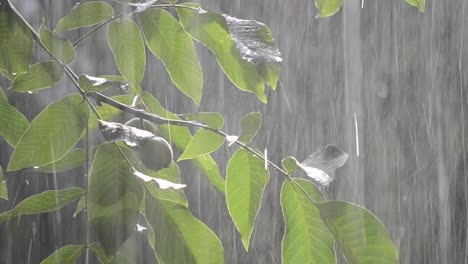 Precipitaciones-de-lluvias-ducha-aguacero-aguacero-viene-durante-el-día.