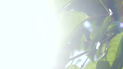 Fertilidad-de-verano-hojas-de-árbol-frutal-en-los-rayos-del-sol,-bendecidos-cultivos-hermosa-rama