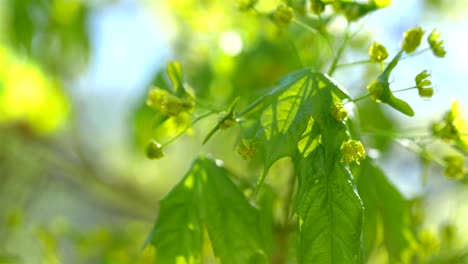 Green-young-maple-leaves-in-4K-slow-motion-60fps